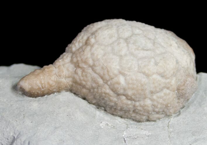 D Cystoid (Holocystites) Fossil From Indiana #11465